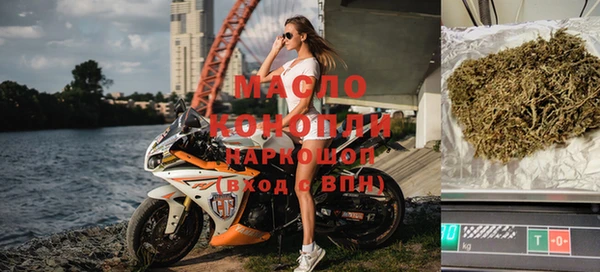 индика Ельня